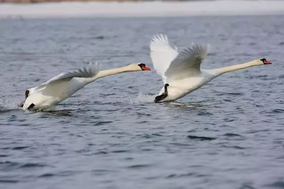 傳說(shuō)中的比翼雙飛，美景美哉!