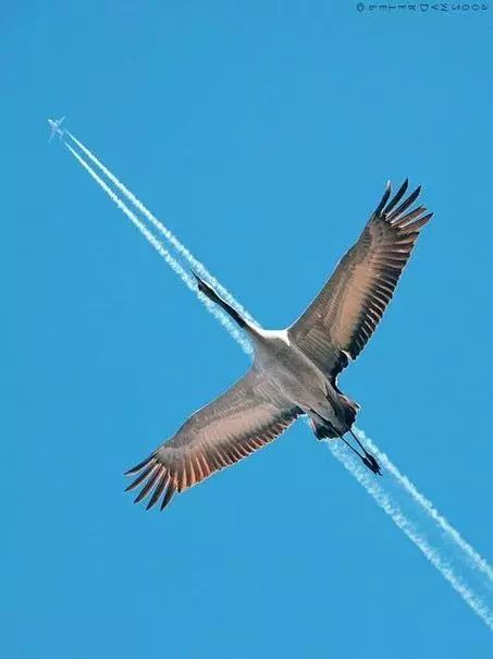 傳說(shuō)中的比翼雙飛，美景美哉!