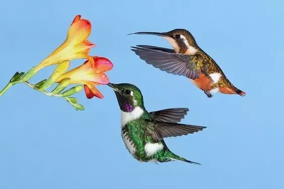 傳說(shuō)中的比翼雙飛，美景美哉!