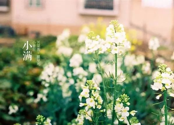 小滿節(jié)氣，人生小滿