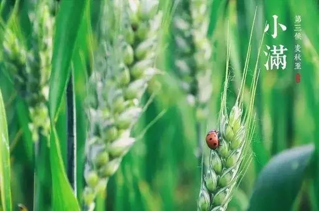 小滿節(jié)氣，人生小滿