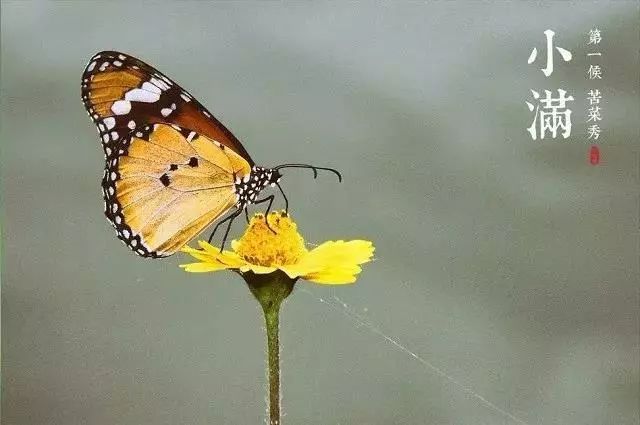 小滿節(jié)氣，人生小滿