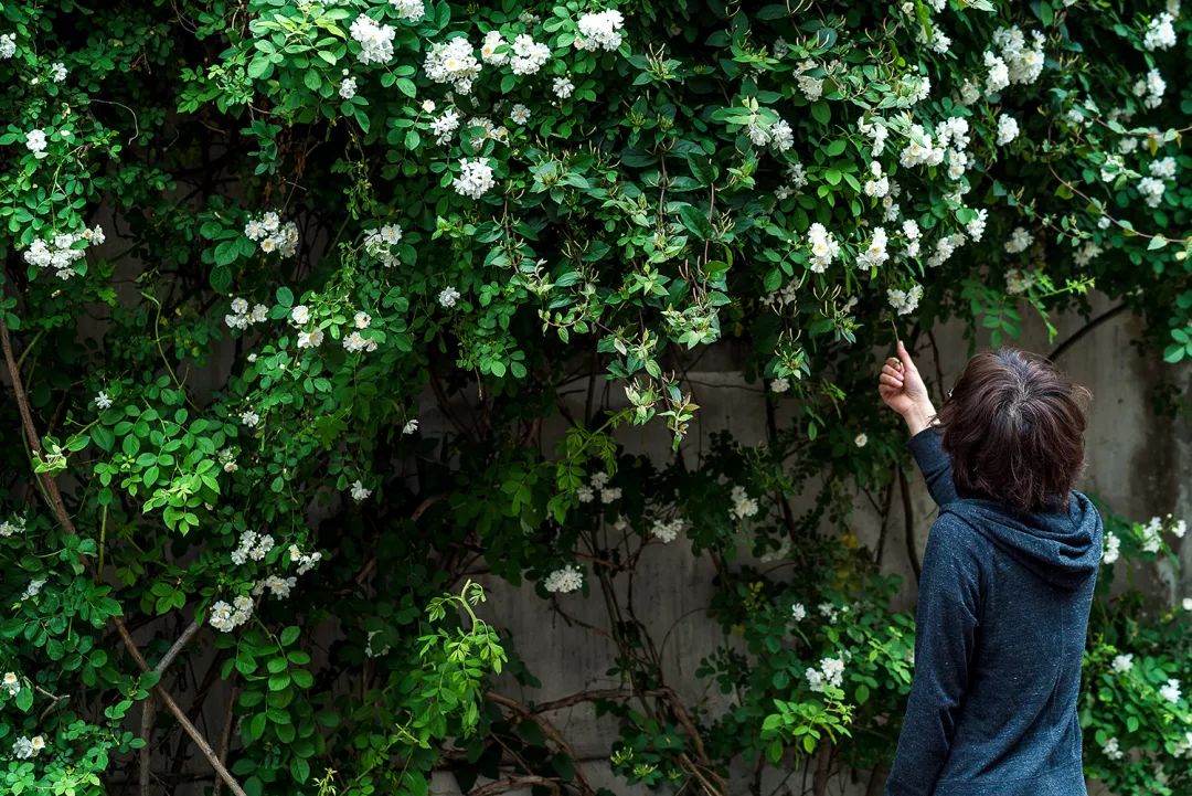 蘇州·蘇舍，在平江路享受蘇州的慢與蘇