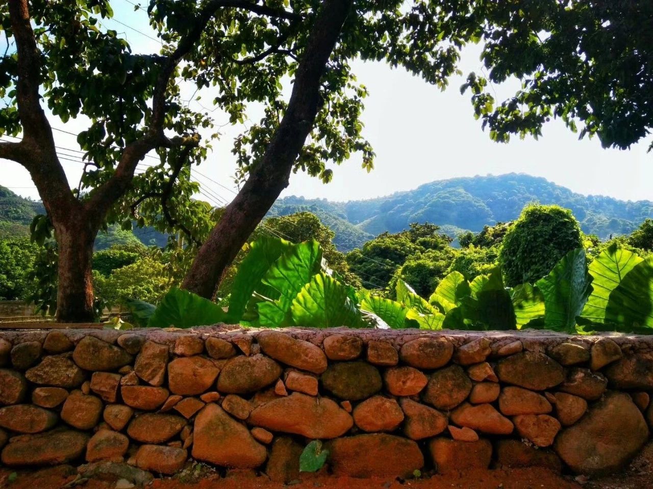 廣州·菁木山舍，有個(gè)木屋開滿鮮花看花開花落