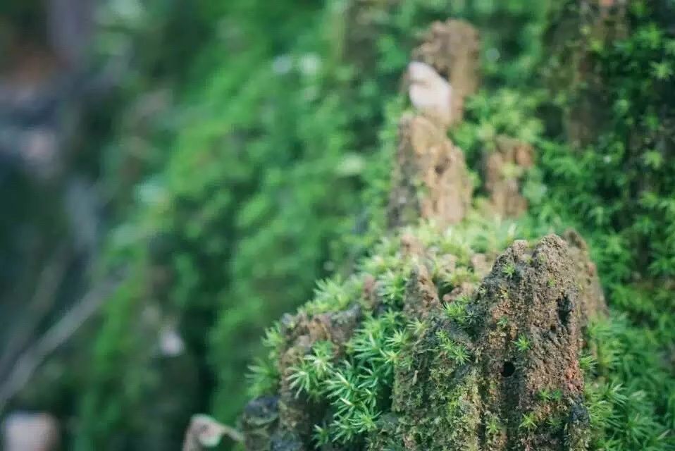 廣州·菁木山舍，有個(gè)木屋開滿鮮花看花開花落