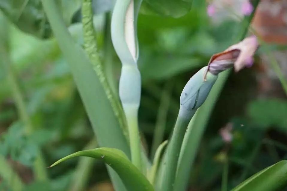廣州·菁木山舍，有個(gè)木屋開滿鮮花看花開花落