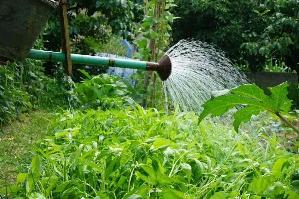 廣州·菁木山舍，有個(gè)木屋開滿鮮花看花開花落