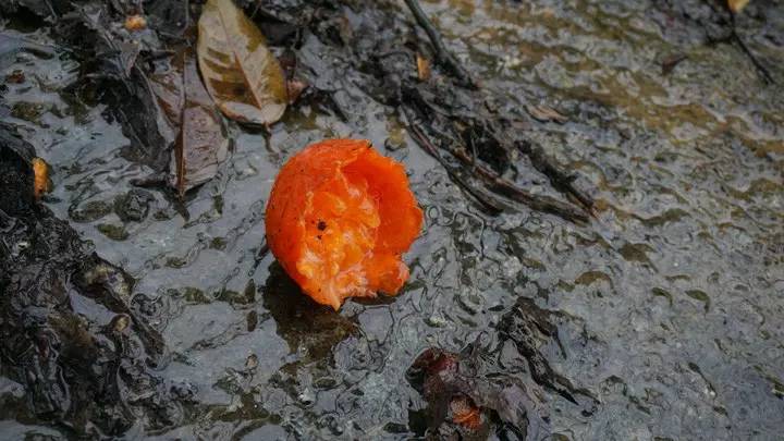 廣州·菁木山舍，有個木屋開滿鮮花看花開花落
