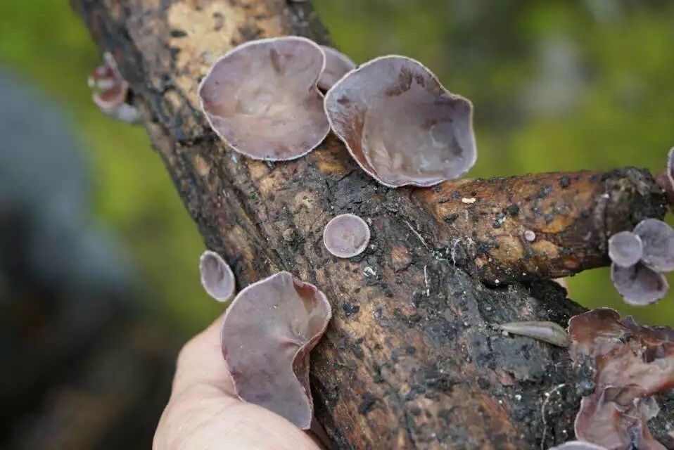 廣州·菁木山舍，有個(gè)木屋開滿鮮花看花開花落