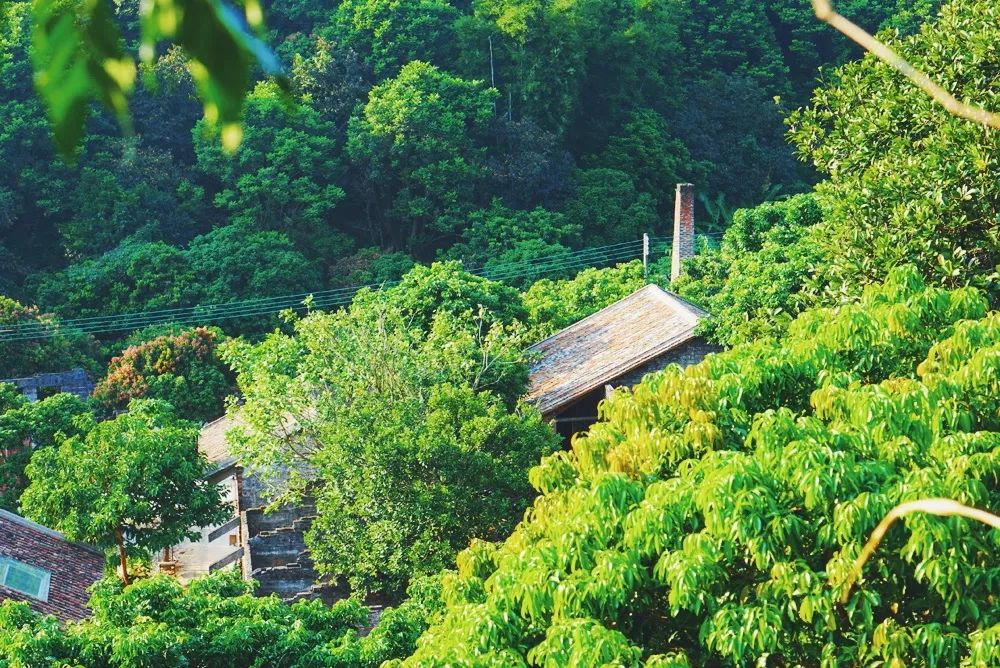 廣州·菁木山舍，有個木屋開滿鮮花看花開花落
