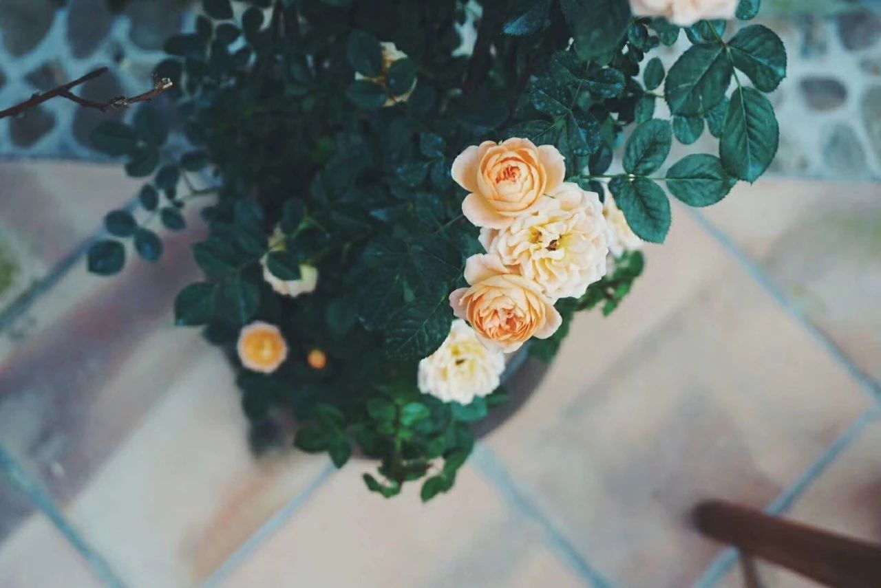 廣州·菁木山舍，有個木屋開滿鮮花看花開花落