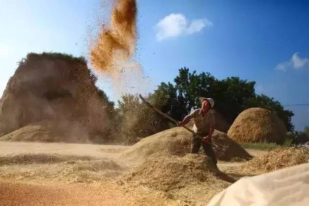 民俗文化童趣：二十年前割麥的童年