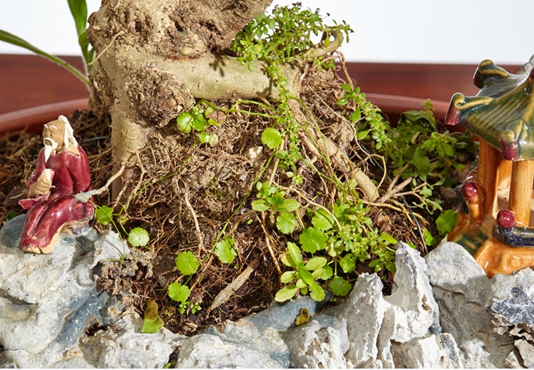 山紫甲石景，姿態(tài)萬千盆景藝術！