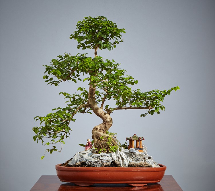 山紫甲石景，姿態(tài)萬千盆景藝術！