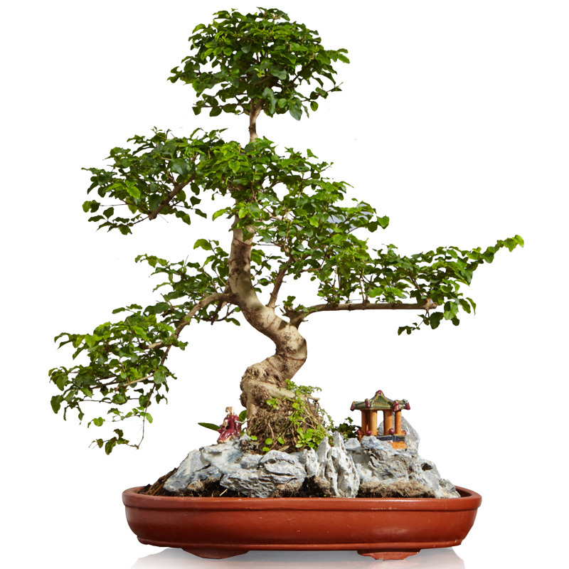 山紫甲石景，姿態(tài)萬千盆景藝術！