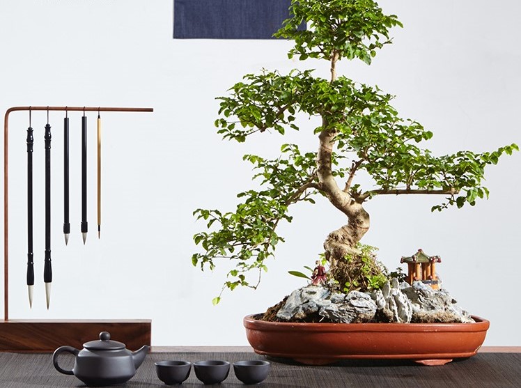 山紫甲石景，姿態(tài)萬千盆景藝術！