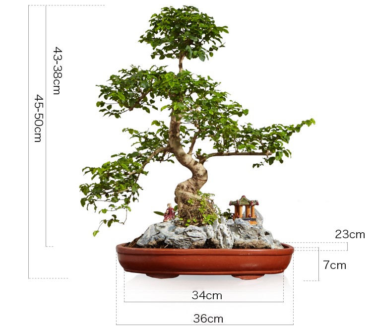 山紫甲石景，姿態(tài)萬千盆景藝術！