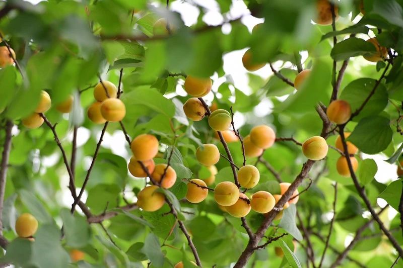 南京·悠然客棧，一方小院一杯清茶一段美好時光