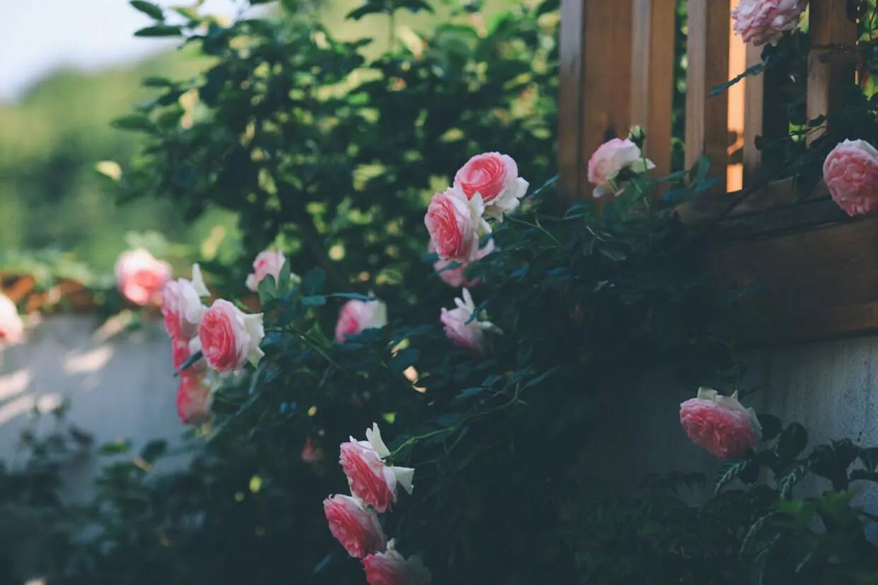 南京·悠然客棧，一方小院一杯清茶一段美好時光