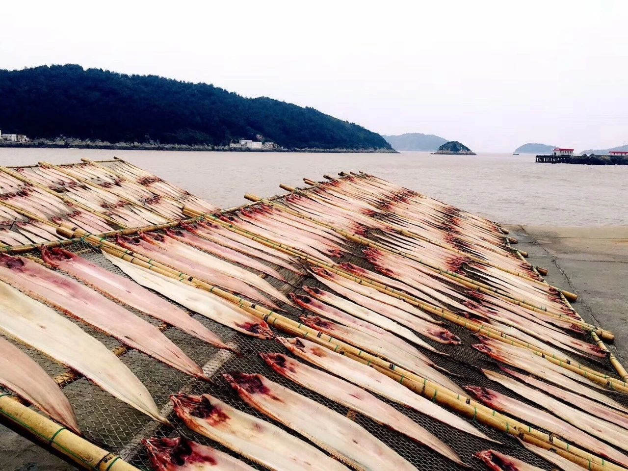 青島·桑吉爾多，把桑吉爾多的民謠帶進(jìn)來