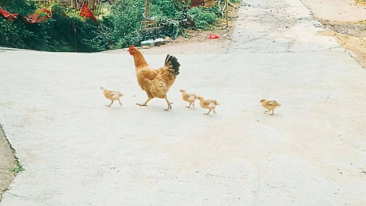 莫干山·玖悅度假酒店，沉浸在風(fēng)景里