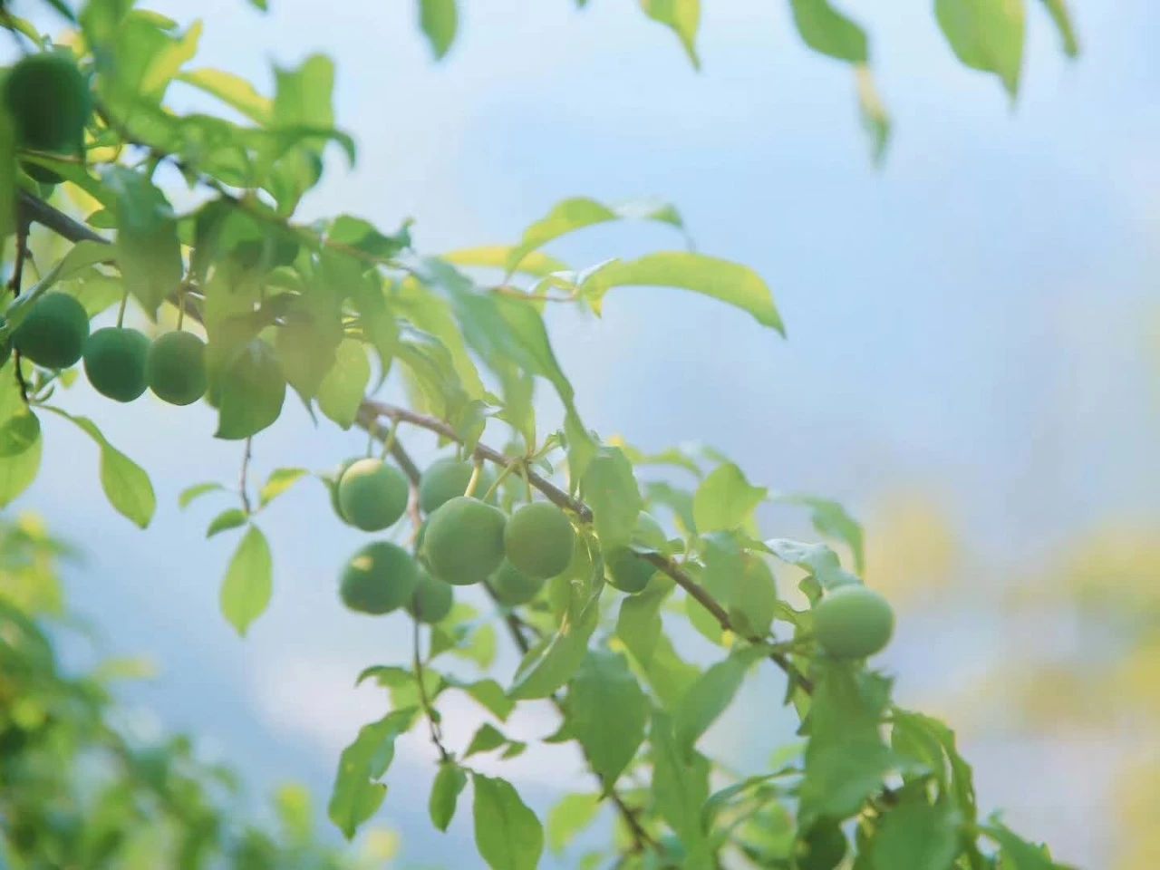 杭州·相見茶舍，若無相欠怎會(huì)相見