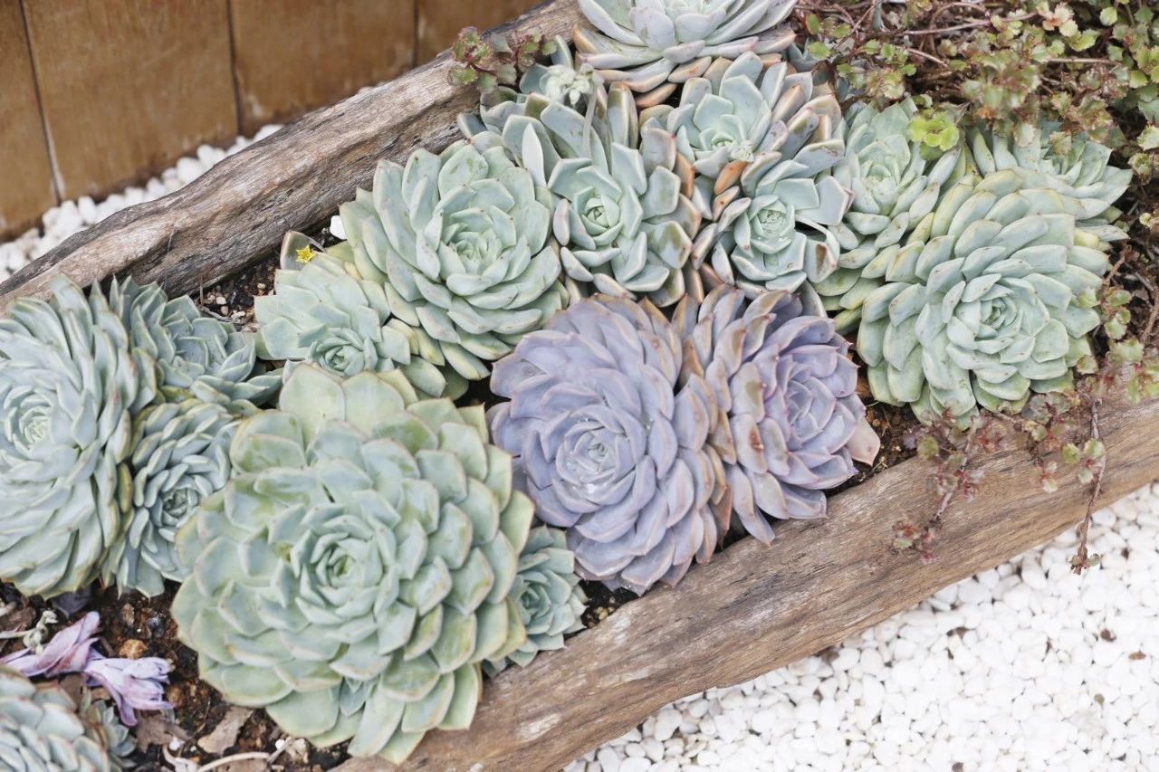 花田月舍·五月，最好的年紀(jì)找到內(nèi)心的歸屬感