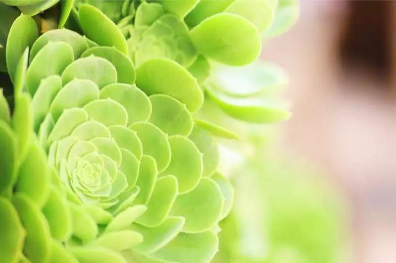 花田月舍·五月，最好的年紀(jì)找到內(nèi)心的歸屬感