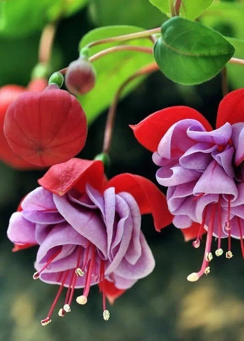 唯美風(fēng)景圖片：世界上最美倒掛金鐘花！