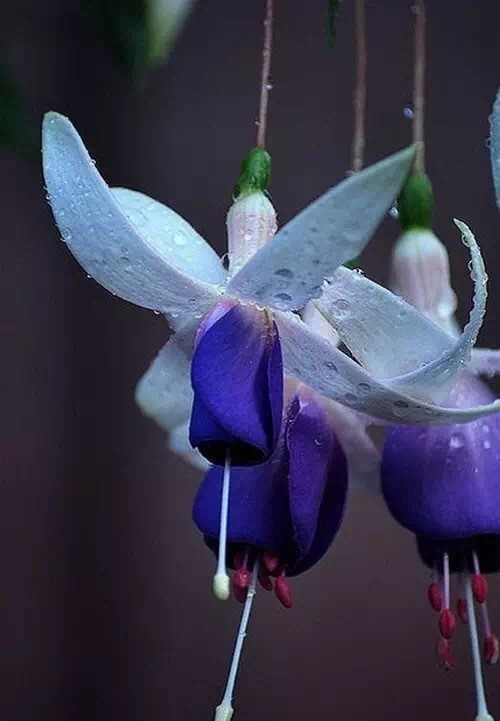 唯美風(fēng)景圖片：世界上最美倒掛金鐘花！