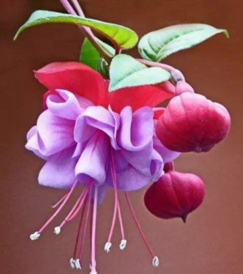 唯美風(fēng)景圖片：世界上最美倒掛金鐘花！