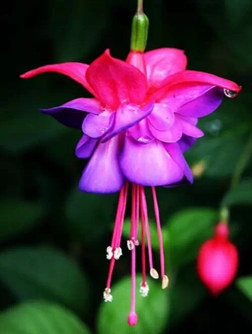 唯美風(fēng)景圖片：世界上最美倒掛金鐘花！