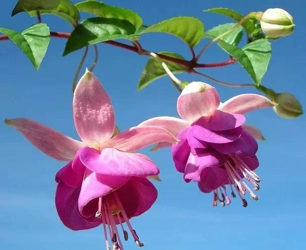 唯美風(fēng)景圖片：世界上最美倒掛金鐘花！