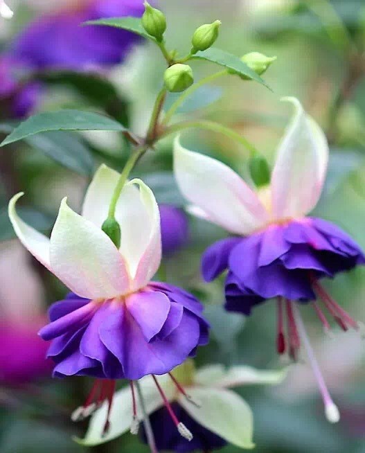 唯美風(fēng)景圖片：世界上最美倒掛金鐘花！