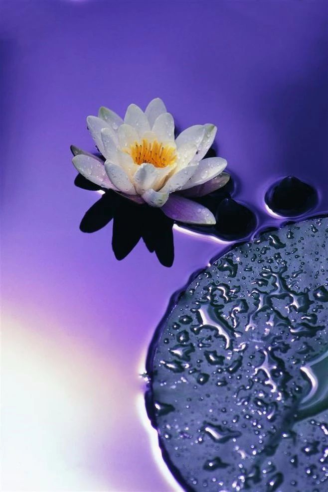 蓮花風景攝影：我愿為蓮守一池清水