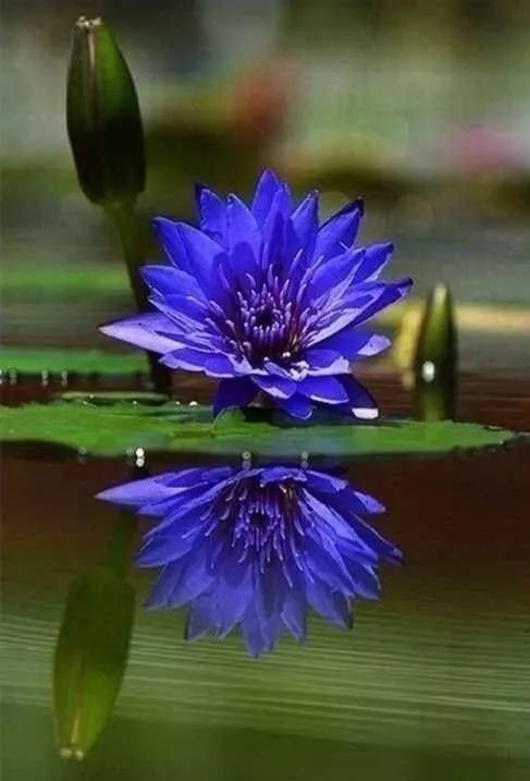 蓮花風景攝影：我愿為蓮守一池清水