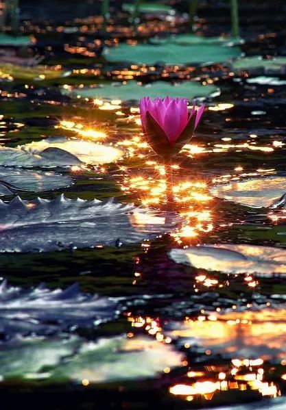 蓮花風景攝影：我愿為蓮守一池清水