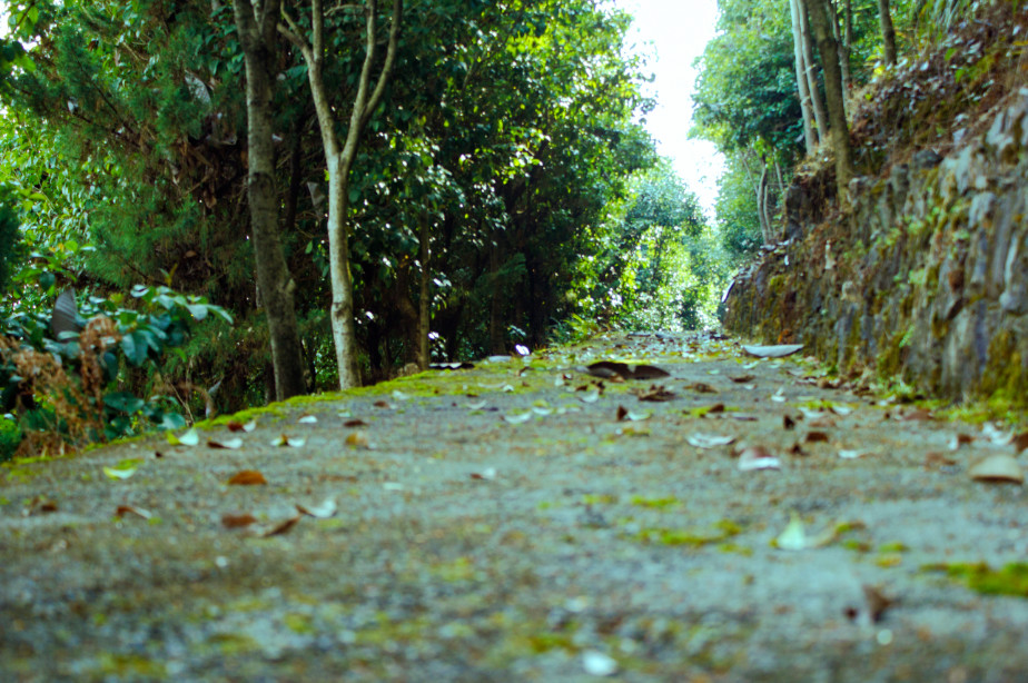 西顧·望城山居，闖入仙境等待一場花開的心動