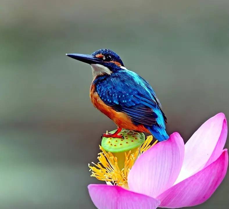 細微之美：一組荷花翠鳥美景圖