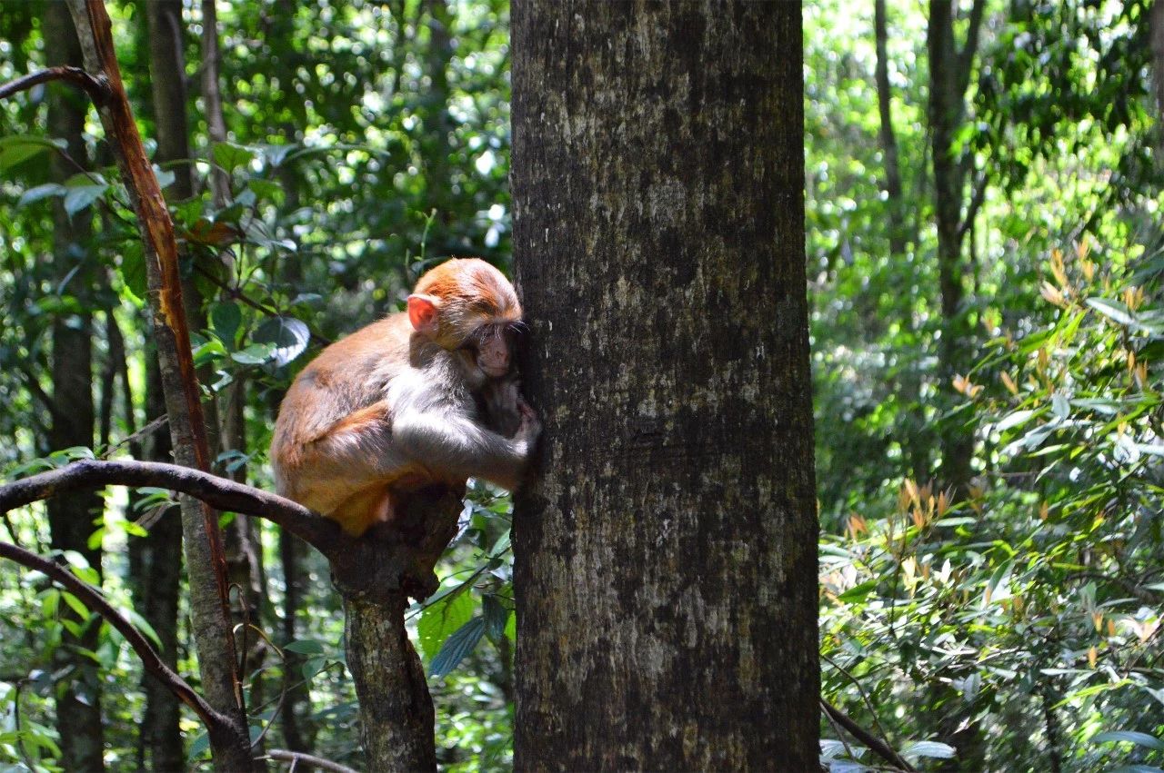 張家界·五號(hào)山谷，山谷在重生！