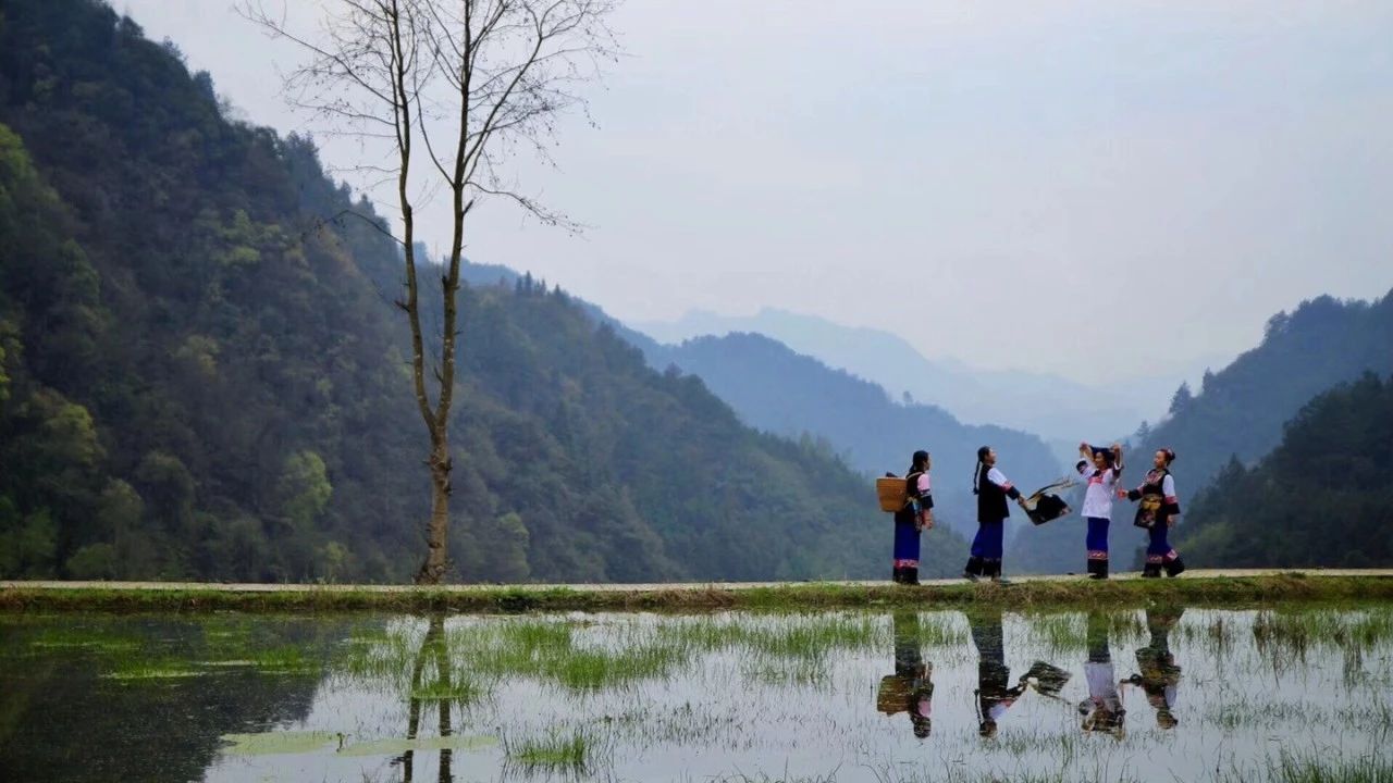張家界·五號山谷，山谷在重生！