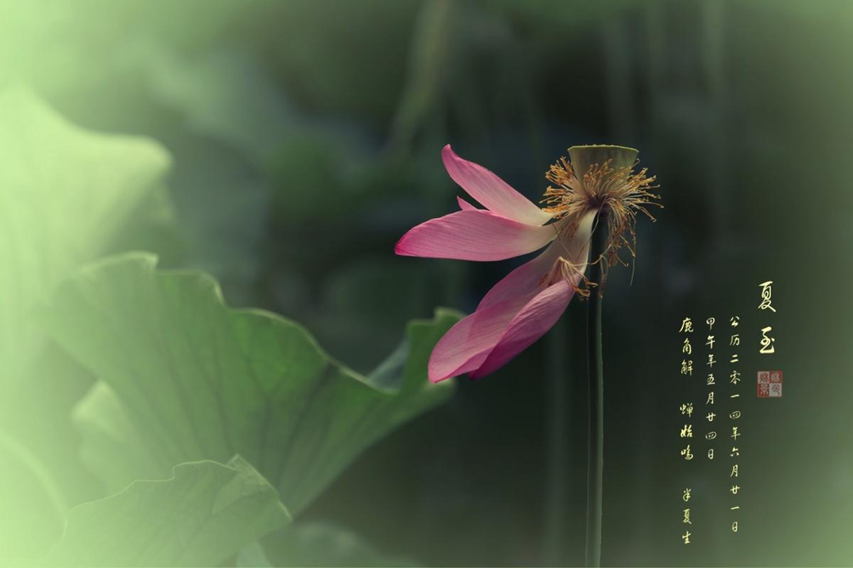 最美的夏至詩詞！給你清涼一夏好時光