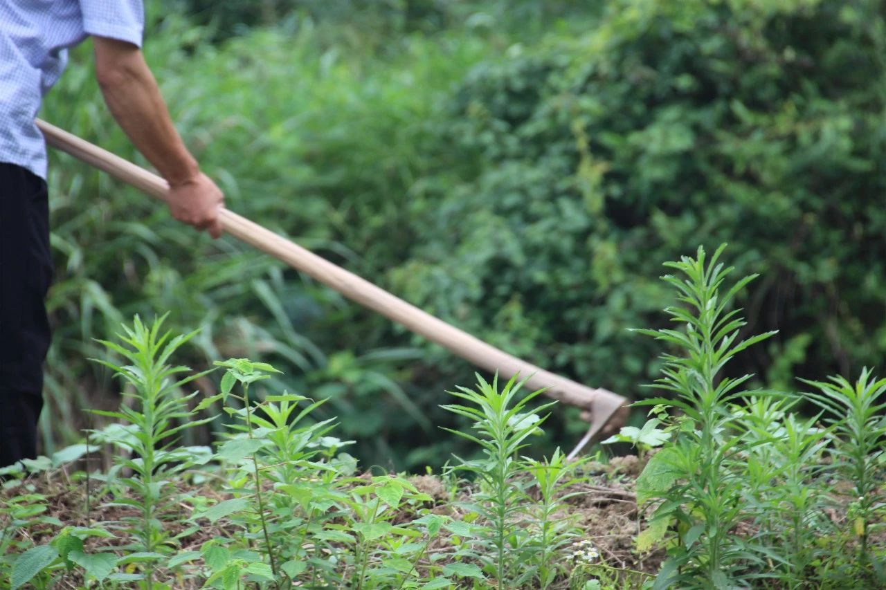 金華·村尚村宿，認(rèn)識自然尋回久違的童真