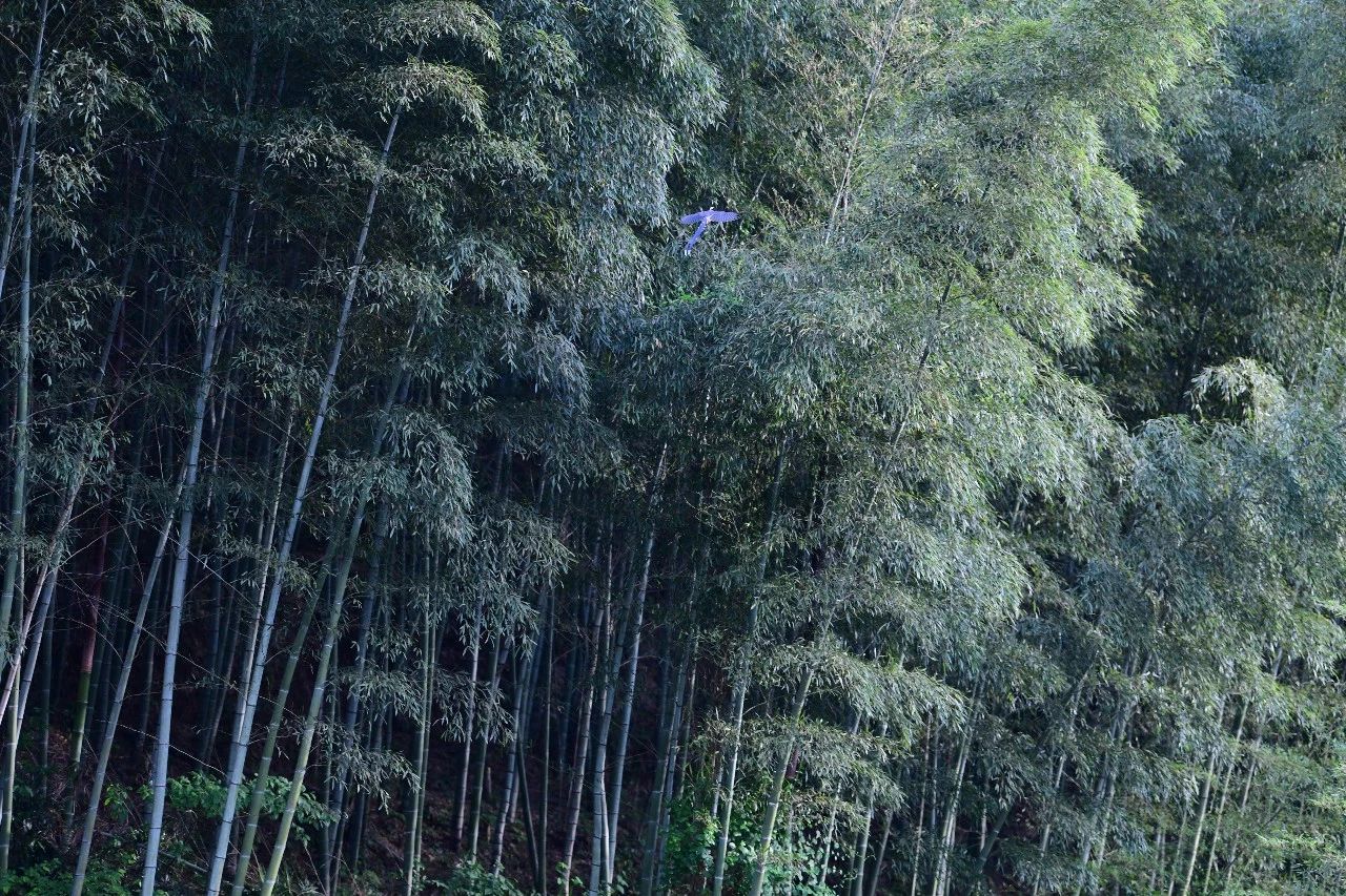 金華·村尚村宿，認(rèn)識自然尋回久違的童真