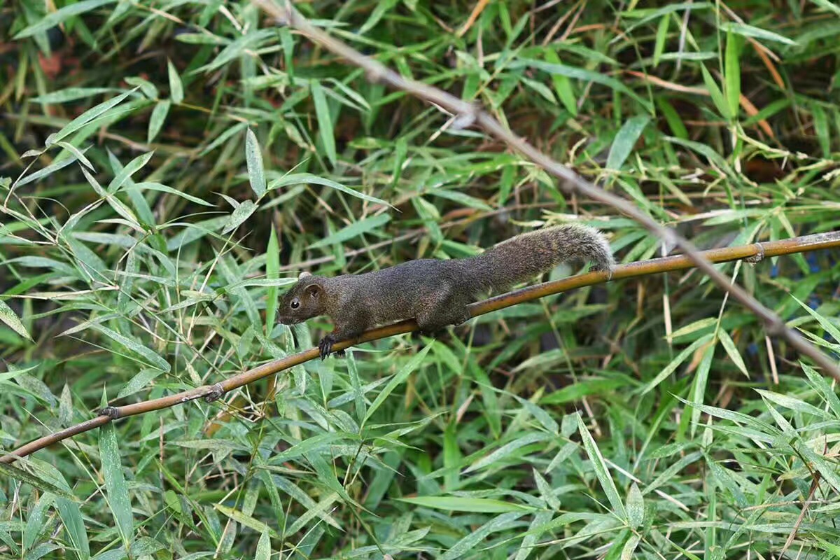 覺園1984，創(chuàng)造一個(gè)時(shí)空錯亂的夢境