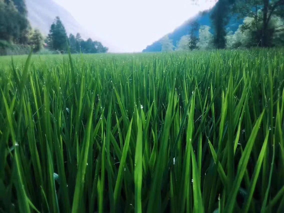 溫州·外水良藝境，一家溫州最美民宿之一