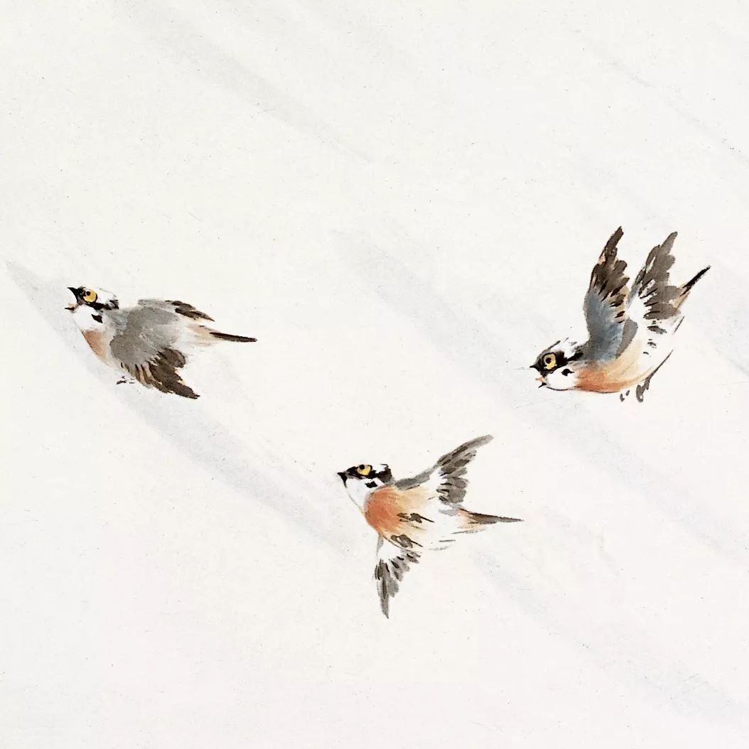 100幅禽鳥百圖，國畫鳥類美醉了！