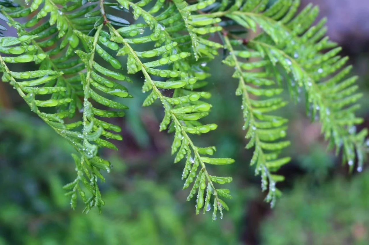 莫干山·柒竹悠南山，安靜的世外桃源