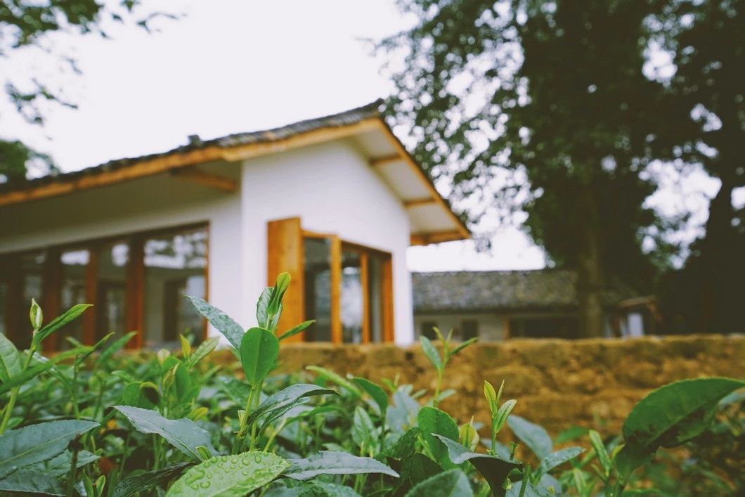 一所茶園里的民宿，過著鄉(xiāng)下悠閑愜意的日子