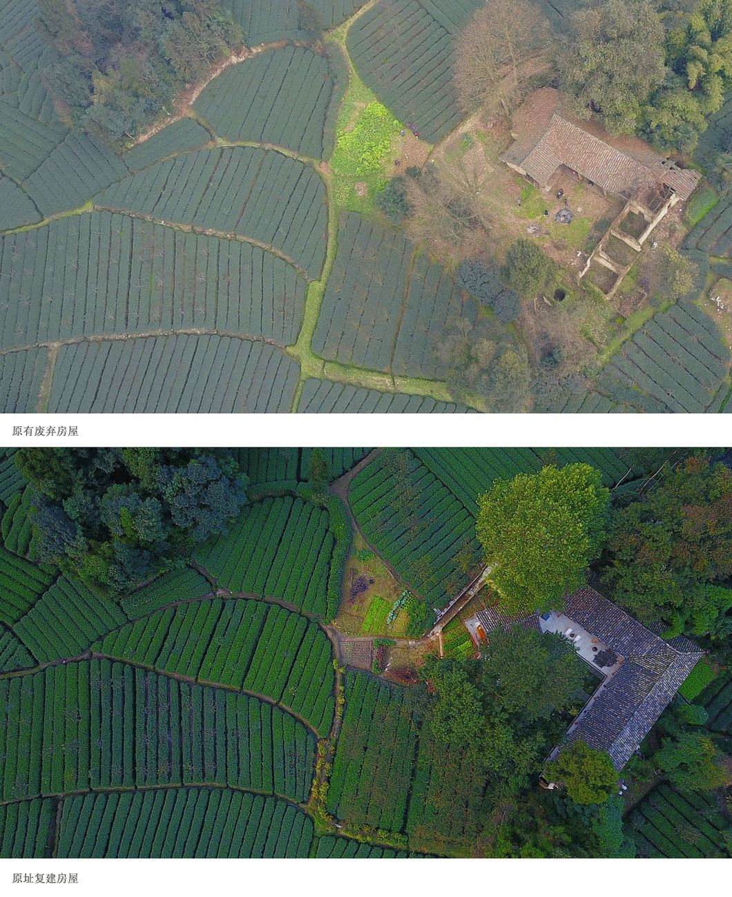 一所茶園里的民宿，過著鄉(xiāng)下悠閑愜意的日子